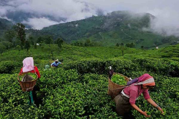 Assam Tea Online Order
