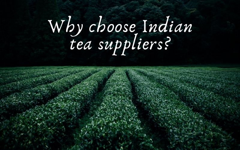 Indian Tea Supplier